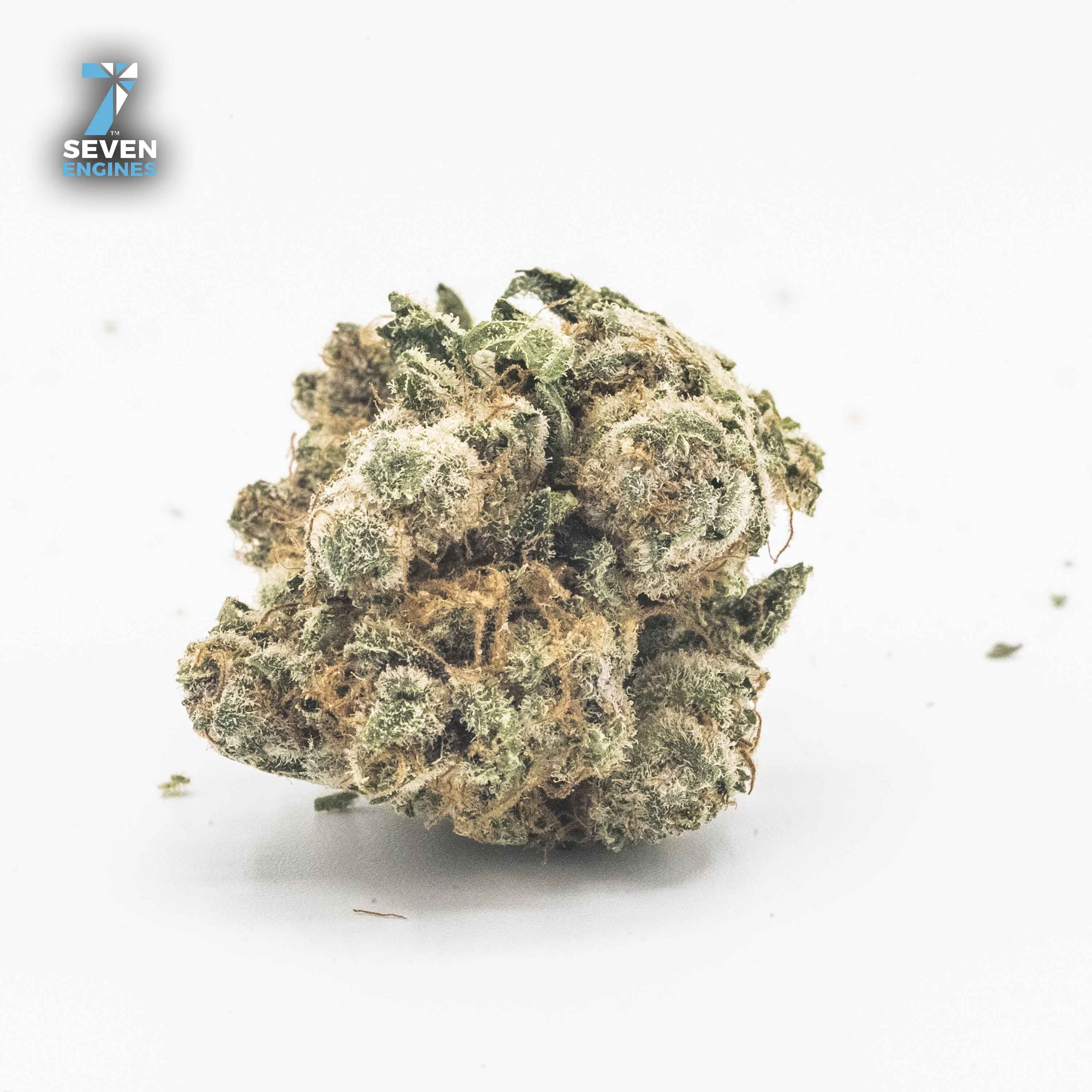 GREAT WHITE 3.5G